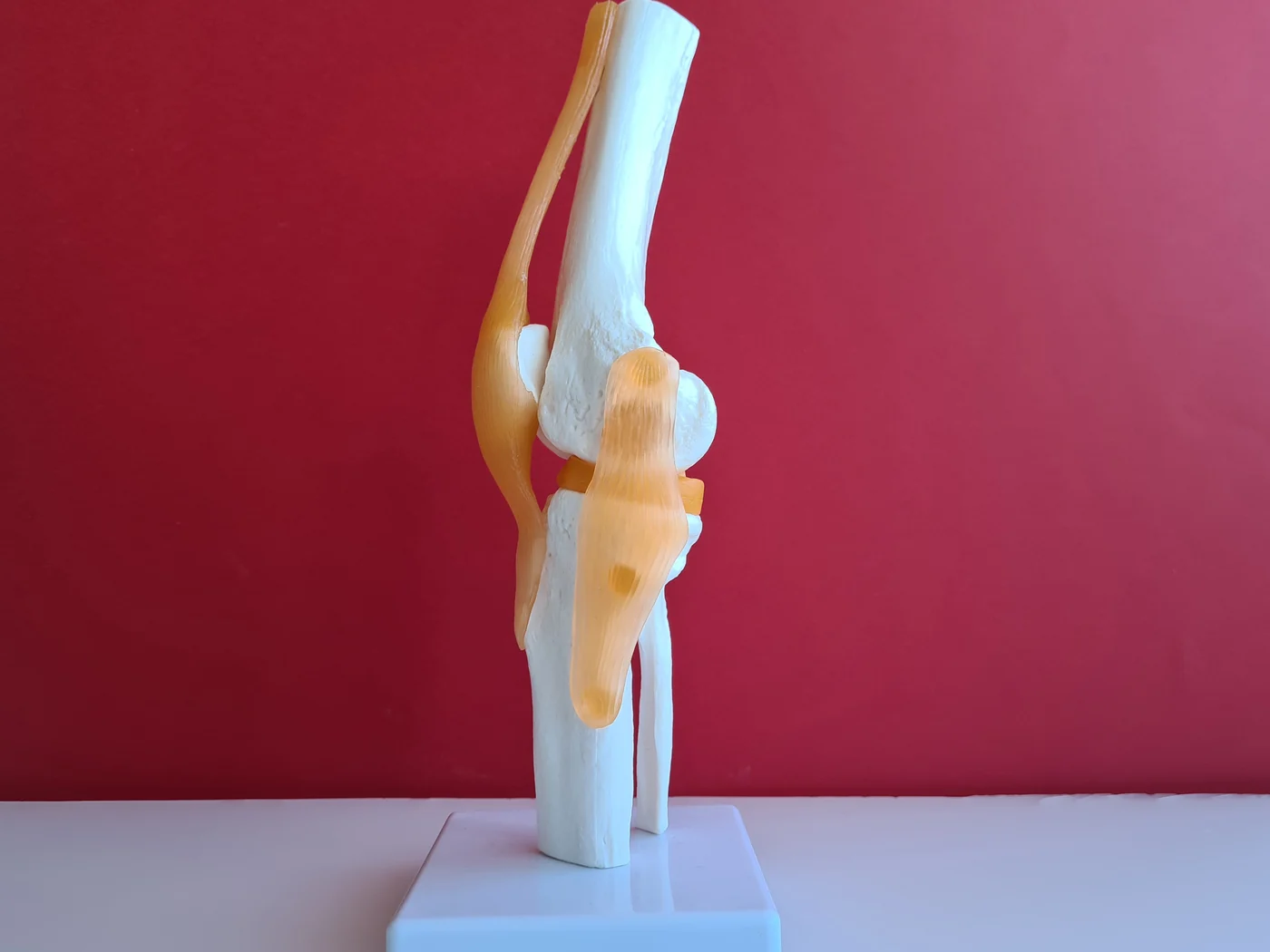 Anatomical model of the knee joint on a table